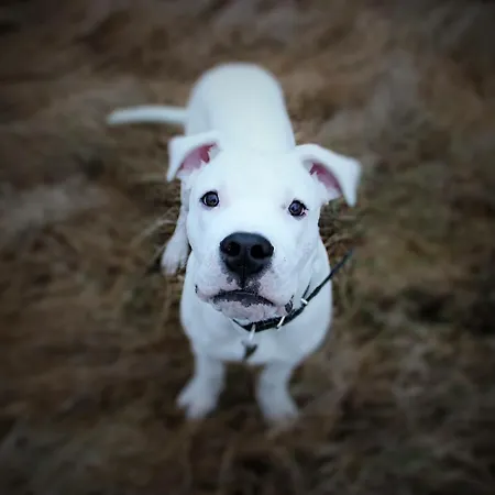 German18-3b Luxury 维尔纽斯