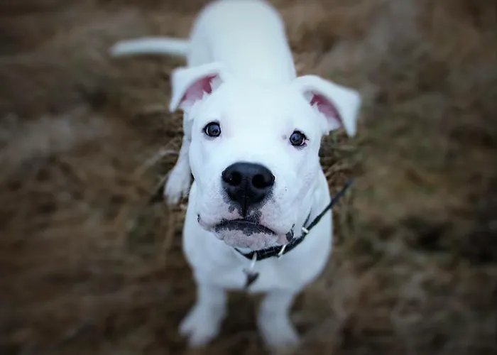 German18-3b Luxury וילנה